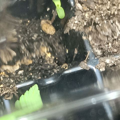 Og kush×5 kind seeds growlog timeline photo