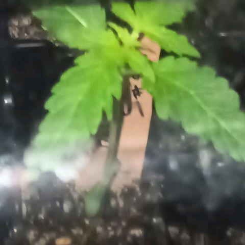Og kush×5 kind seeds growlog photo: Transplanted both ogs.