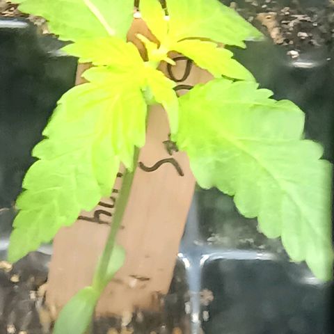 Og kush×5 kind seeds growlog timeline photo