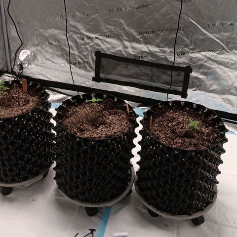 Og kush×5 kind seeds growlog photo: Transplanted both ogs.