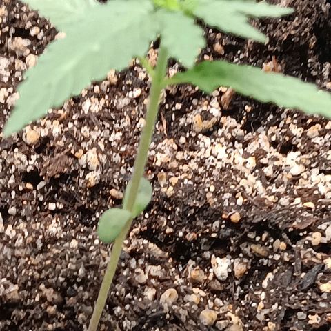 Og kush×5 kind seeds growlog timeline photo