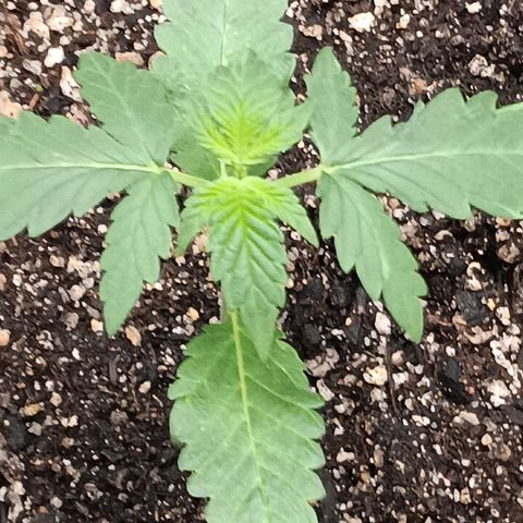 Og kush×5 kind seeds growlog timeline photo