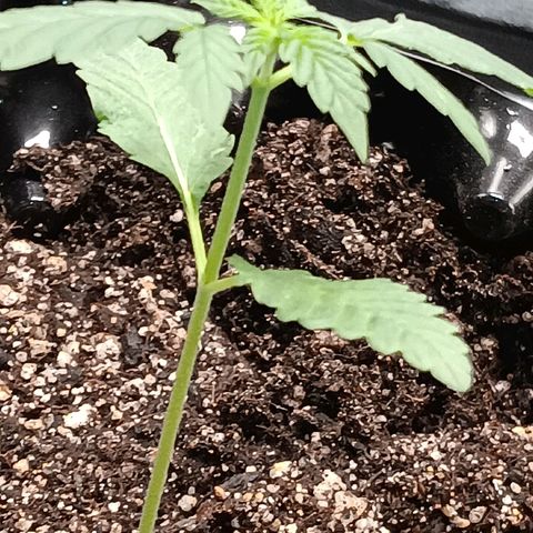 Og kush×5 kind seeds growlog timeline photo