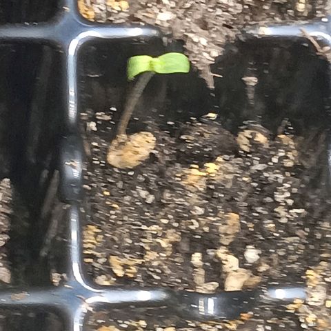 Og kush×5 kind seeds growlog timeline photo