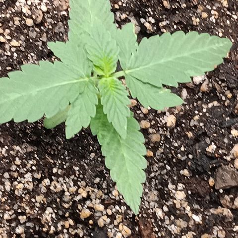 Og kush×5 kind seeds growlog timeline photo