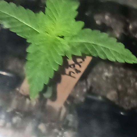 Og kush×5 kind seeds growlog photo: Transplanted both ogs.