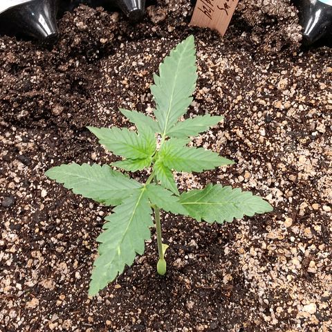 Og kush×5 kind seeds growlog timeline photo