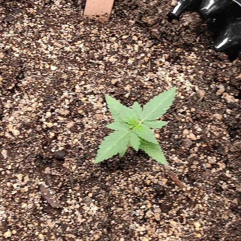 Og kush×5 kind seeds growlog timeline photo