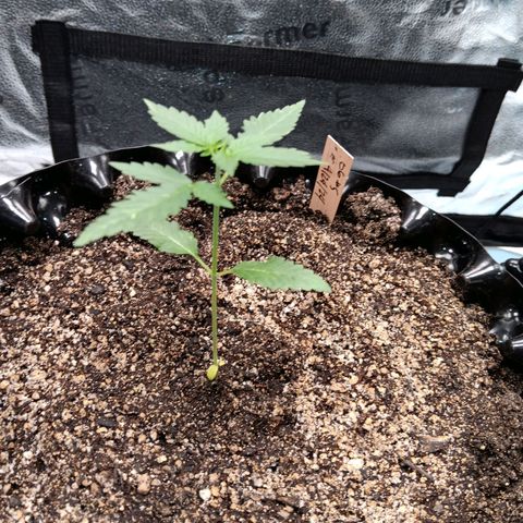 Og kush×5 kind seeds growlog timeline photo