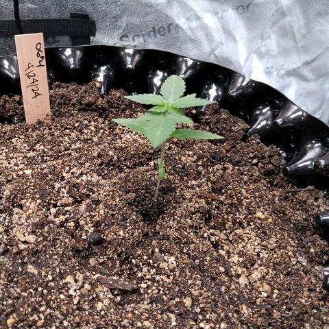 Og kush×5 kind seeds growlog timeline photo