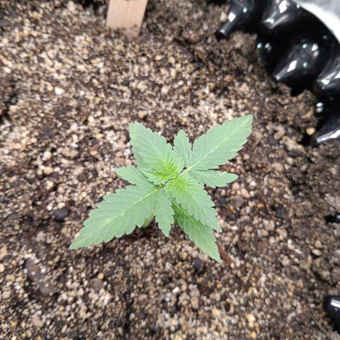 Og kush×5 kind seeds growlog timeline photo