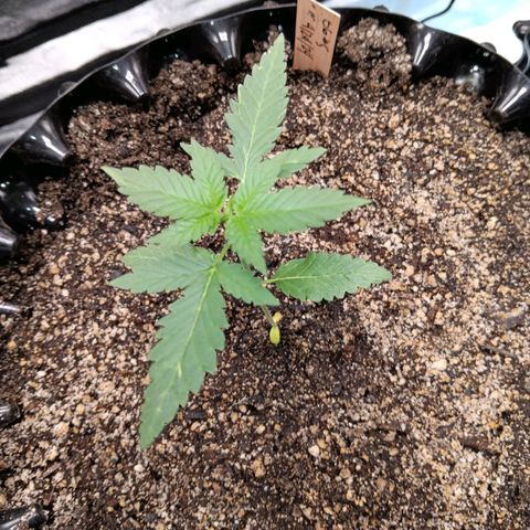 Og kush×5 kind seeds growlog timeline photo