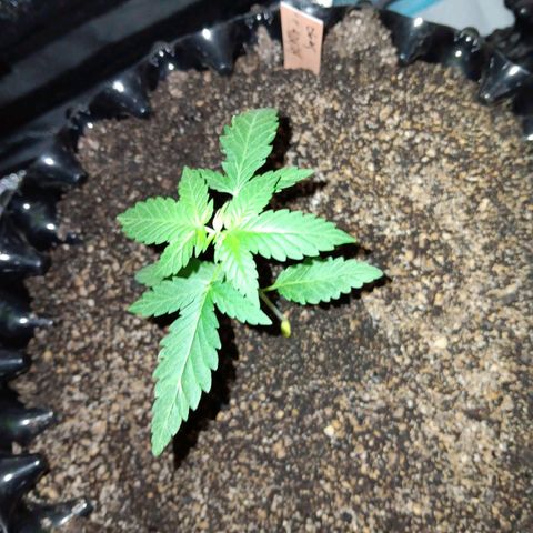 Og kush×5 kind seeds growlog timeline photo