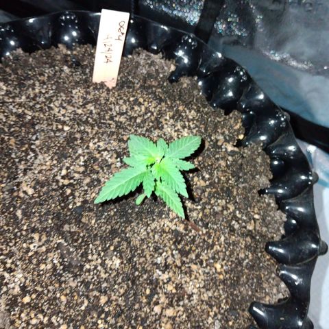 Og kush×5 kind seeds growlog timeline photo