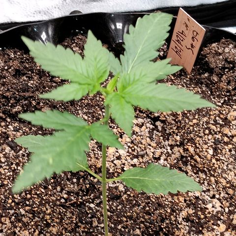 Og kush×5 kind seeds growlog timeline photo