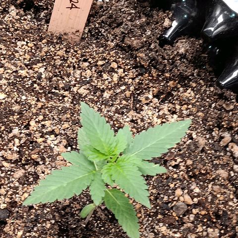 Og kush×5 kind seeds growlog timeline photo