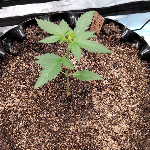 Og kush×5 kind seeds growlog timeline photo