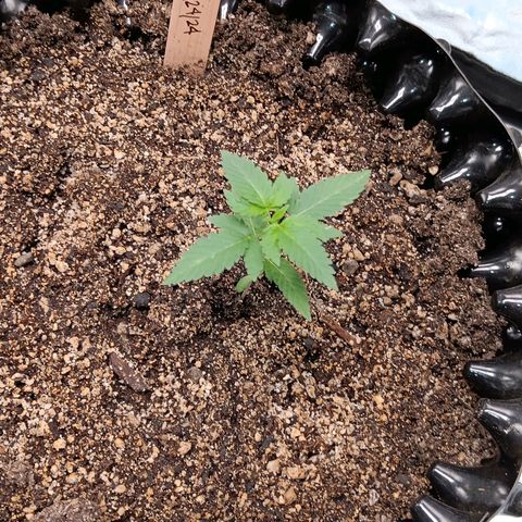 Og kush×5 kind seeds growlog timeline photo