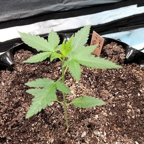 Og kush×5 kind seeds growlog timeline photo