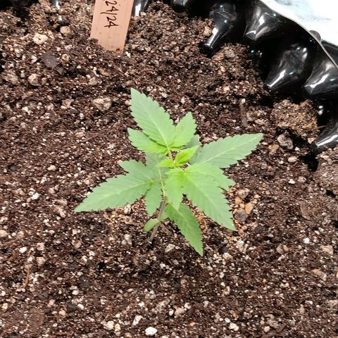 Og kush×5 kind seeds growlog timeline photo