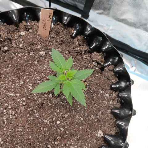 Og kush×5 kind seeds growlog timeline photo