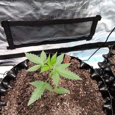Og kush×5 kind seeds growlog timeline photo