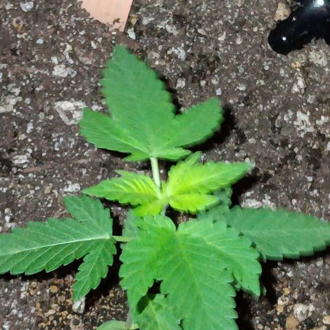 Og kush×5 kind seeds growlog timeline photo