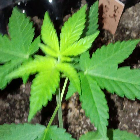 Og kush×5 kind seeds growlog timeline photo