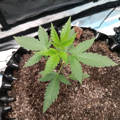 Og kush×5 kind seeds growlog timeline photo