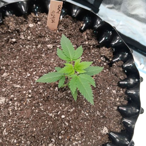 Og kush×5 kind seeds growlog timeline photo