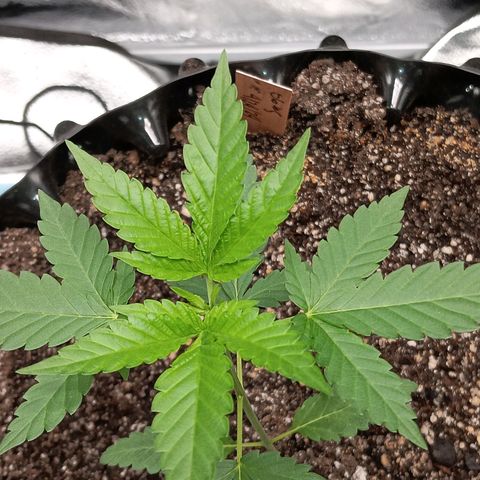 Og kush×5 kind seeds growlog timeline photo