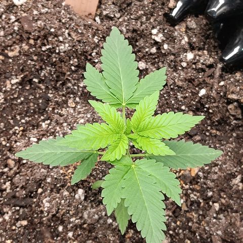 Og kush×5 kind seeds growlog timeline photo