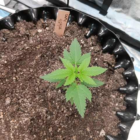 Og kush×5 kind seeds growlog timeline photo