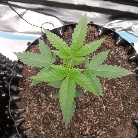 Og kush×5 kind seeds growlog timeline photo