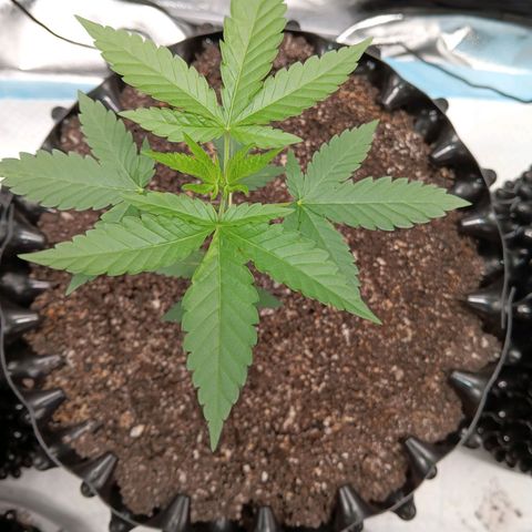 Og kush×5 kind seeds growlog timeline photo