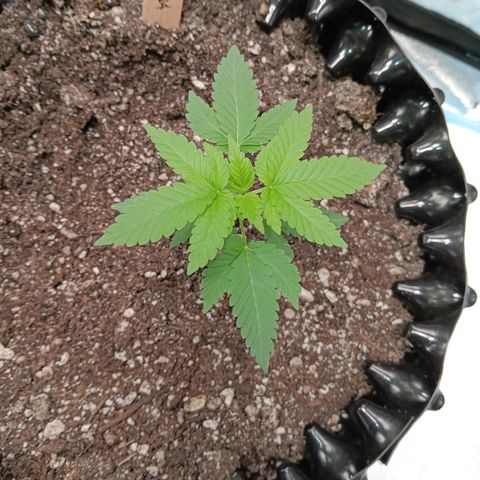 Og kush×5 kind seeds growlog timeline photo