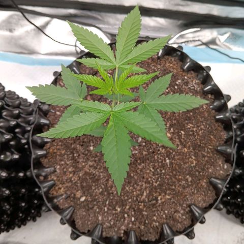 Og kush×5 kind seeds growlog timeline photo