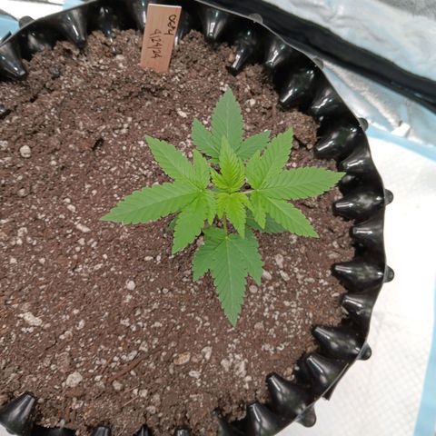 Og kush×5 kind seeds growlog timeline photo