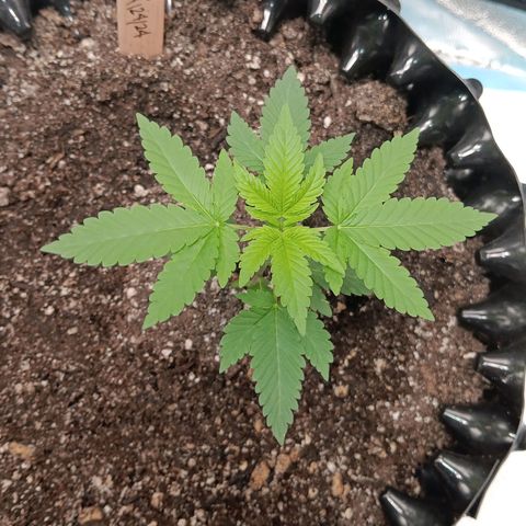 Og kush×5 kind seeds growlog timeline photo
