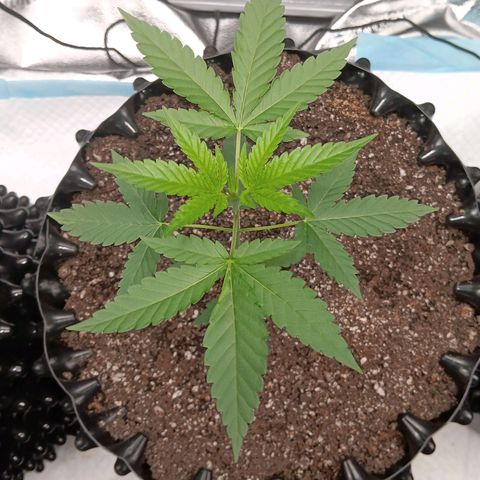 Og kush×5 kind seeds growlog timeline photo