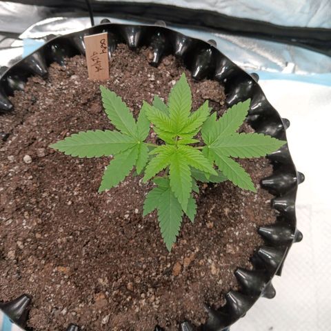 Og kush×5 kind seeds growlog timeline photo