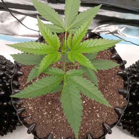 Og kush×5 kind seeds growlog timeline photo