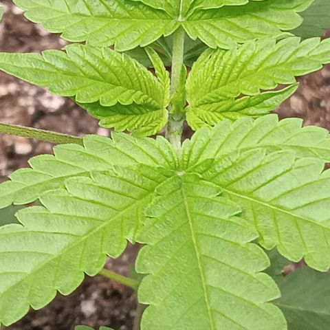 Og kush×5 kind seeds growlog timeline photo