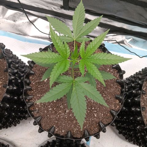 Og kush×5 kind seeds growlog timeline photo
