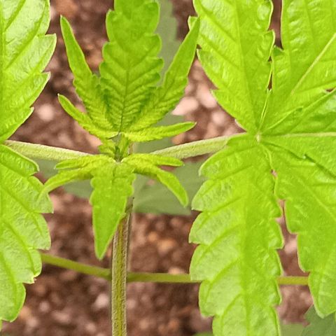 Og kush×5 kind seeds growlog timeline photo