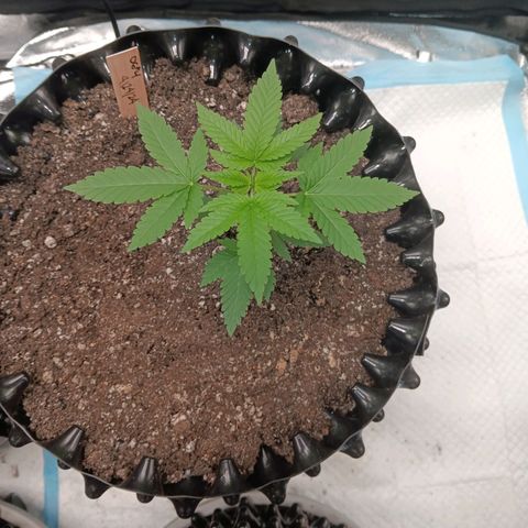 Og kush×5 kind seeds growlog timeline photo
