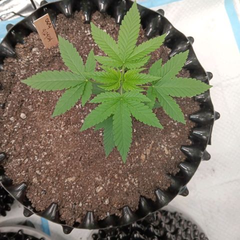 Og kush×5 kind seeds growlog timeline photo