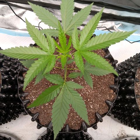 Og kush×5 kind seeds growlog timeline photo