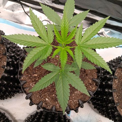 Og kush×5 kind seeds growlog timeline photo