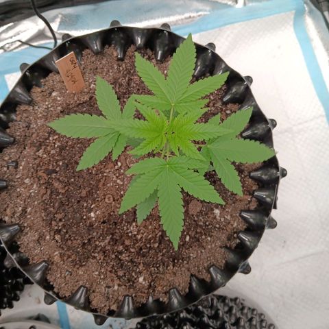 Og kush×5 kind seeds growlog timeline photo